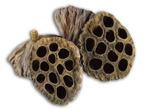 Mały kwiat lotosu 5-7cm