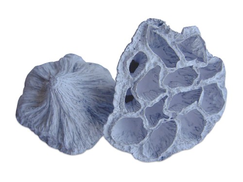 lotos_mini_bialy_1.jpg