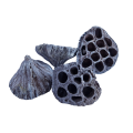 Lotos_sredni_bialy2.jpg