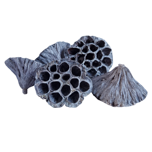 Lotos_duzy_bialy1.jpg