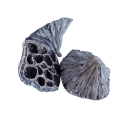 Lotos_duzy_bialy2.jpg