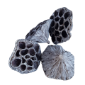 Lotos_duzy_bialy3.jpg