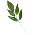 Lisc_1ramienny_5lisci_podłużny_jasne żebra_55cm_1.png