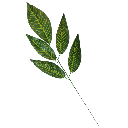 Lisc_1ramienny_5lisci_podłużny_jasne żebra_55cm_1.png