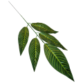 Lisc_1ramienny_5lisci_podłużny_jasne żebra_55cm_2.png