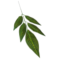 Lisc_1ramienny_5lisci_podłużny_jasne żebra_55cm_4.png